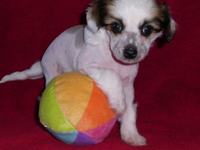 Clezel's Bite Me Twice