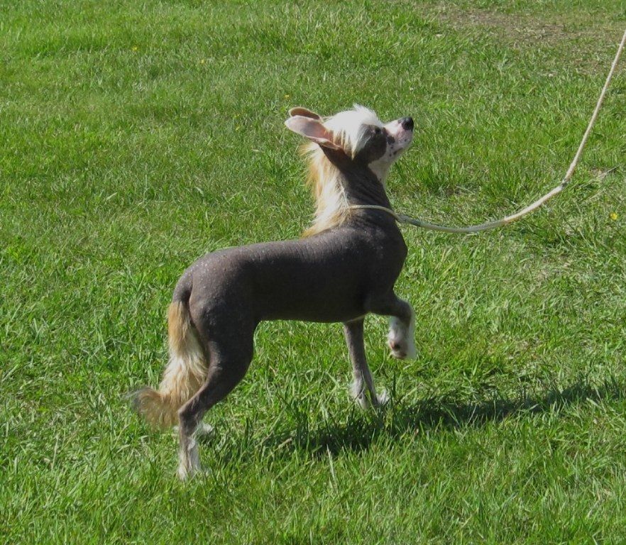 Golden Dream Stars Fire Soul