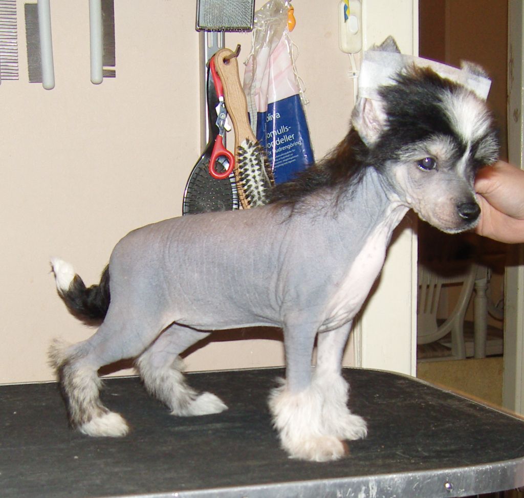 Golden Dream Stars Follow The Stars