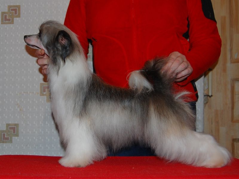 True Magnifisen Zhanna Dark