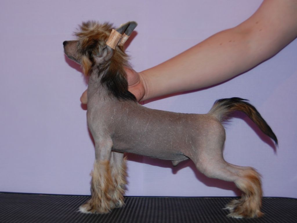 True Magnifisen Caligula