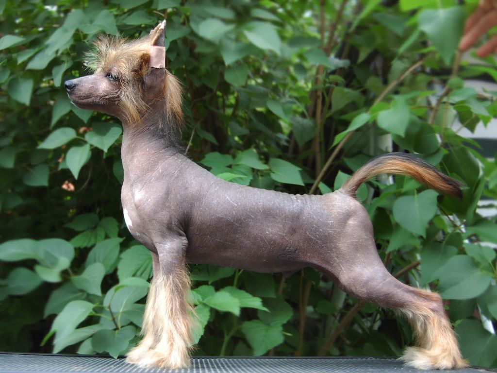 True Magnifisen Colombo