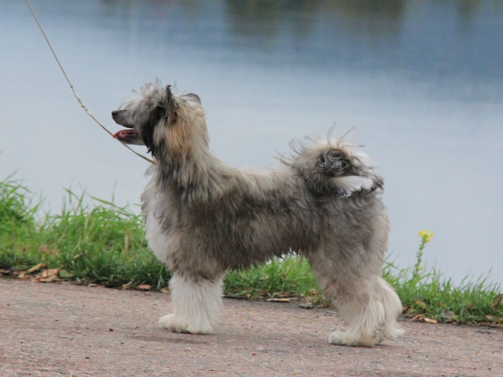 Selfcresteem's Pepé Le Pew