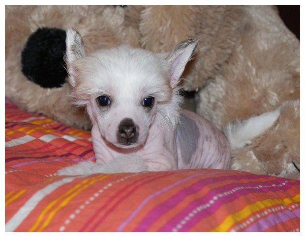 Gao Xing Du Coeur Des Tenebres