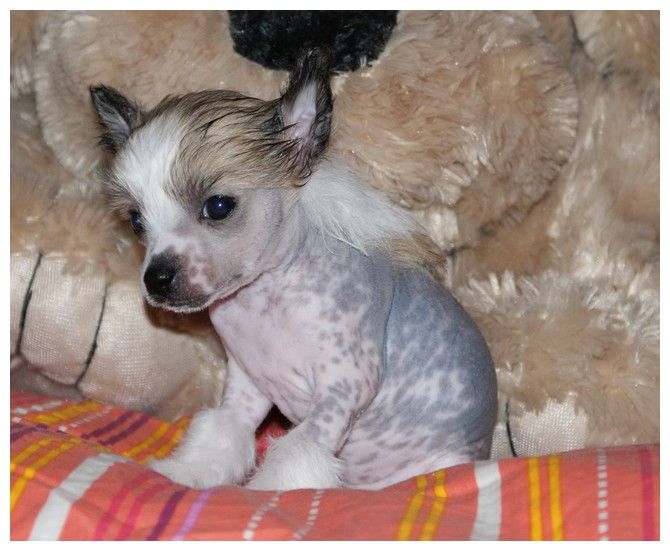 GAIA Du Coeur Des Tenebres