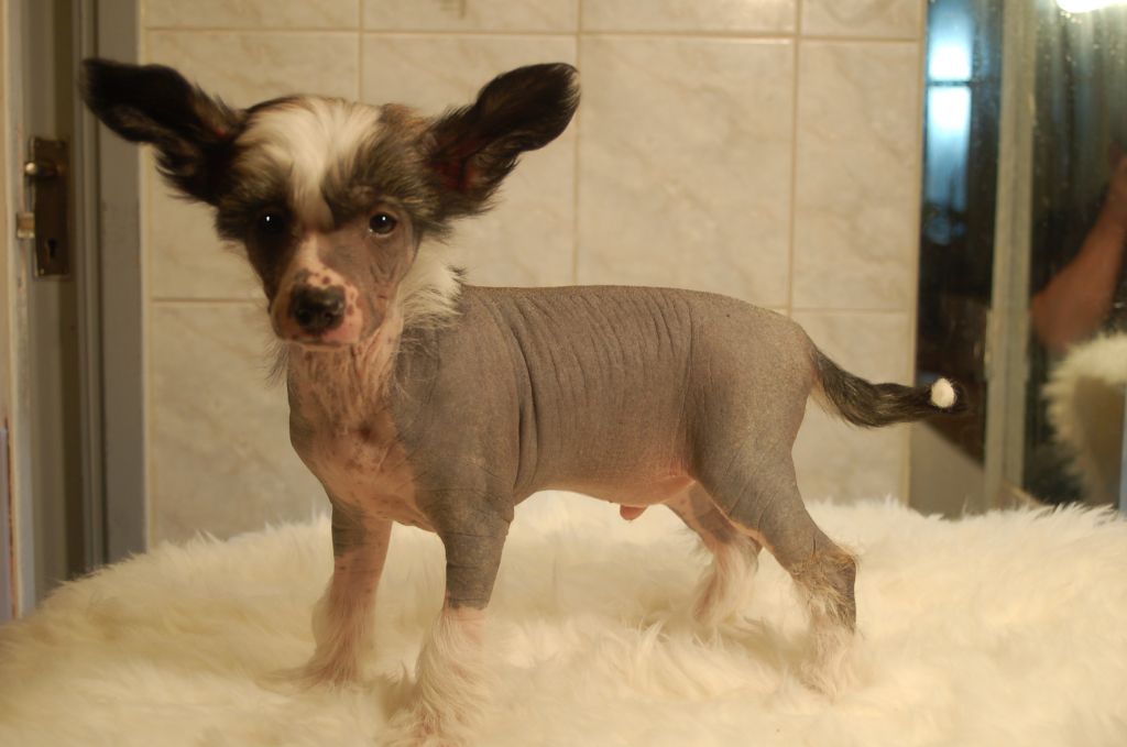 De La Mahafu's DiLove Jamie