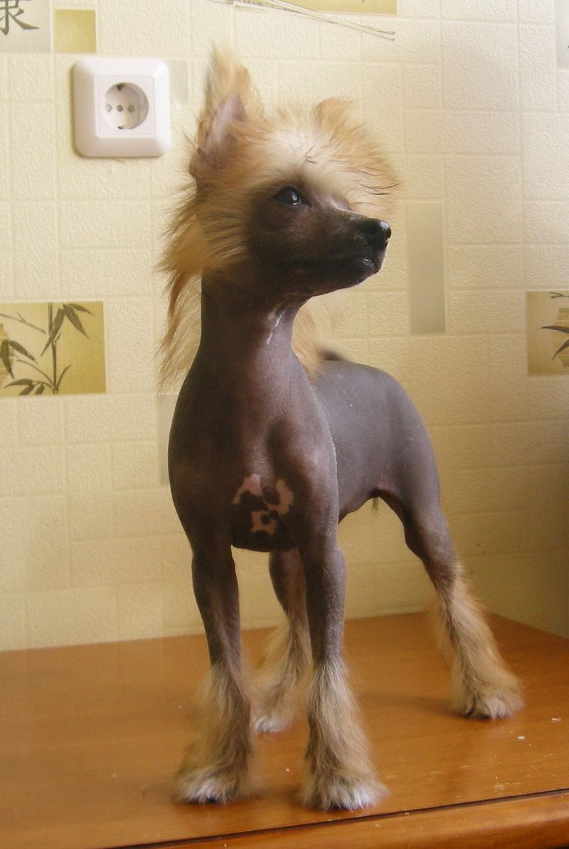 Irgen Gold Vivienne Westwood