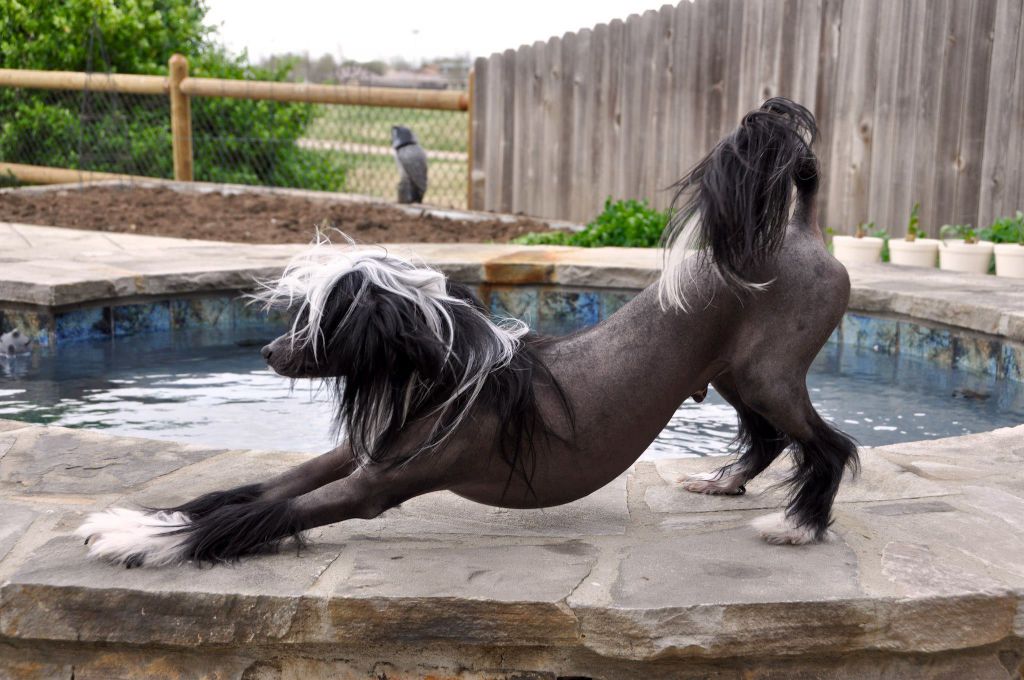 Angel's Secret Wish Sensiamore