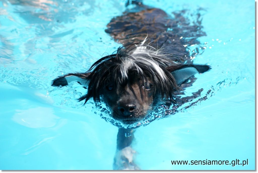 All Your Love Sensiamore