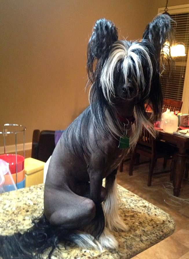 Arielle Black Pearl  Sensiamore