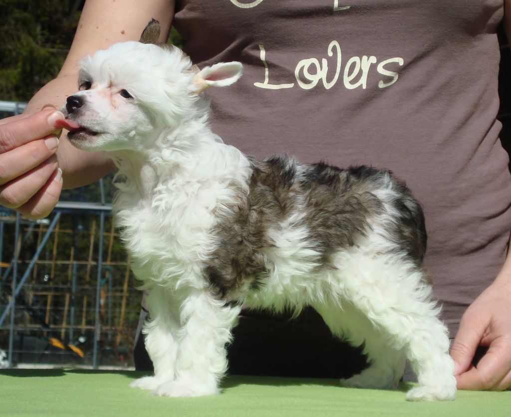 Tailswing's Mr. Moonlight