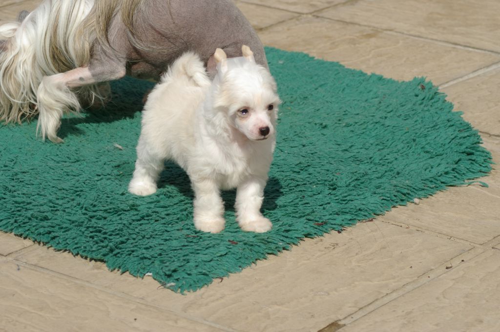 Leibwache's Bad Manners