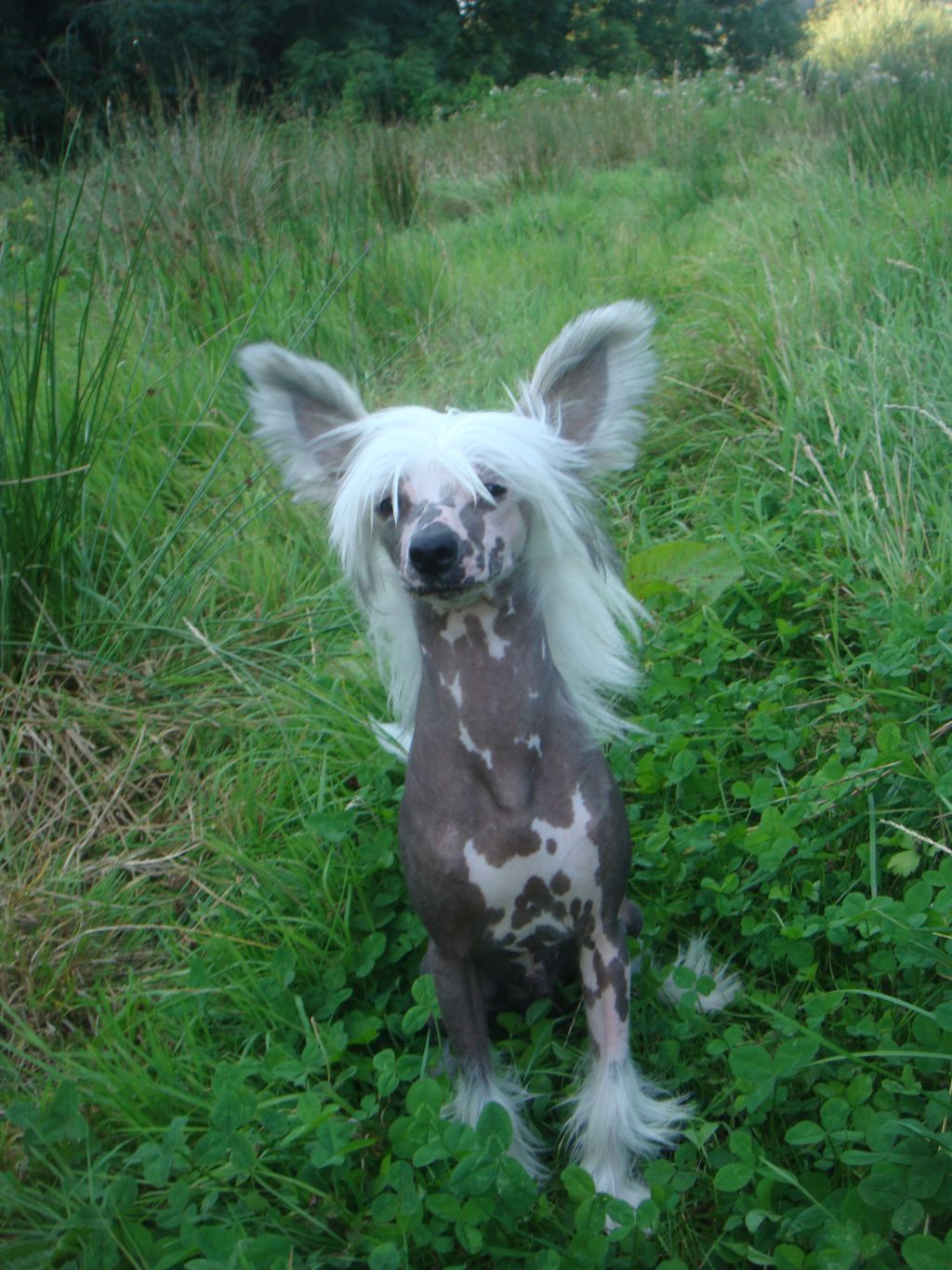 Leibwache Judge Dread