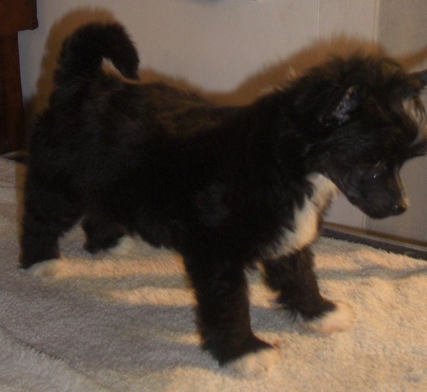 Crest'd Label Black Magic Lady