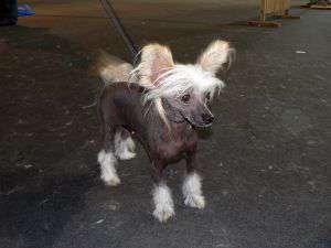 Fantastik Kashmir Lemonti