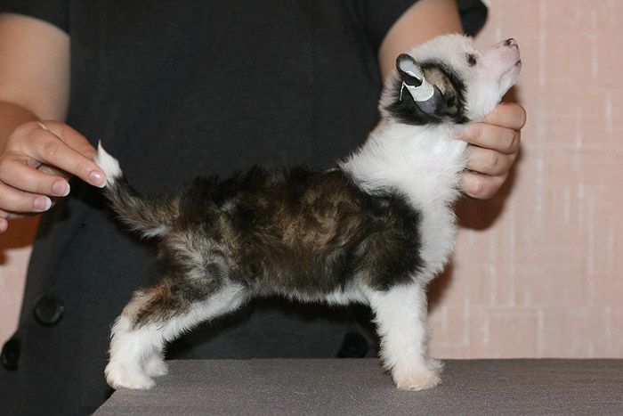 Status Imperial Night Insanity