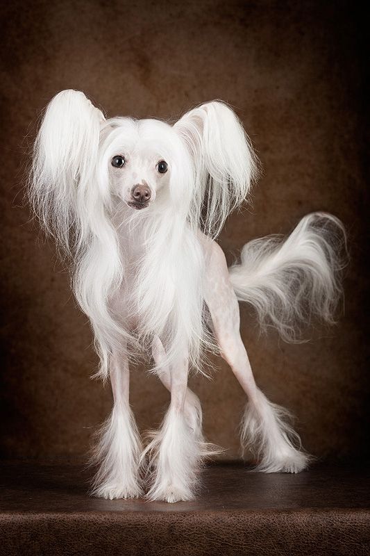 Status Imperial Next My Pride