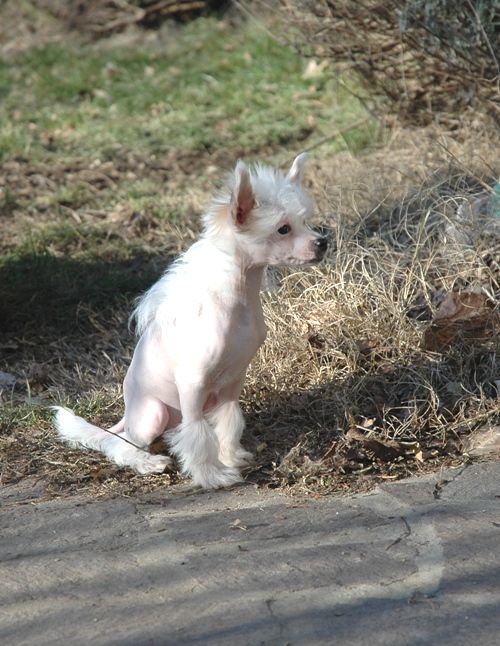 Louis l'Amour delle Fate e dei Folletti