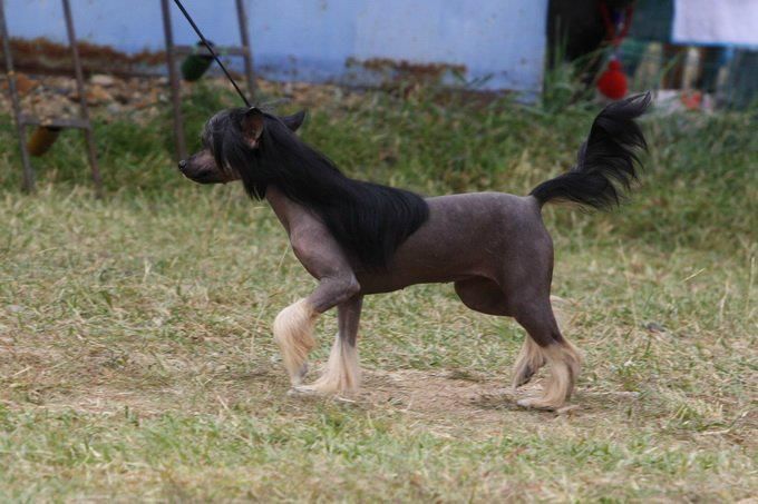 Irgen Gold Alicia Silverstone