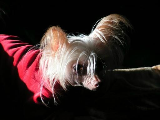 Red Destiny Of Gizzy's Home