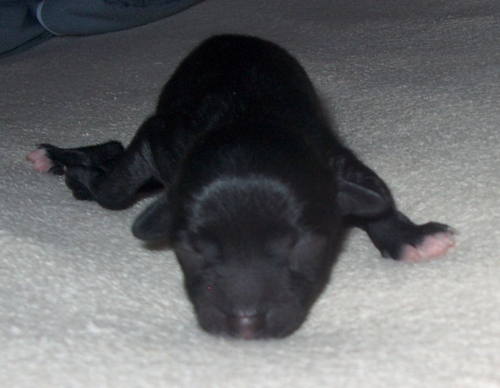 ha female Loiseleuria