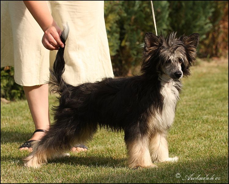 Centurion Loiseleuria