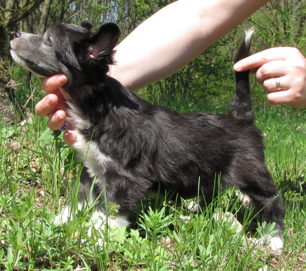 Carthago Loiseleuria