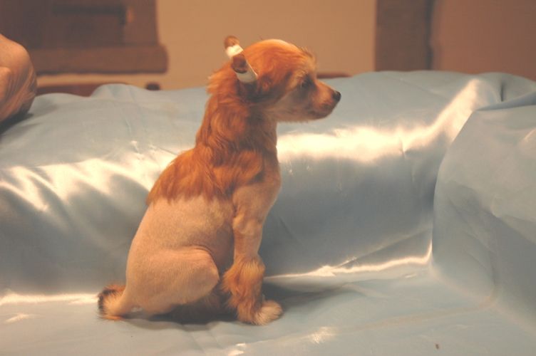 Luc Besson delle Fate e dei Folletti