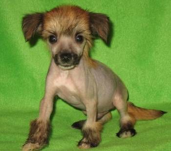 Veselaya Mozaika Korall