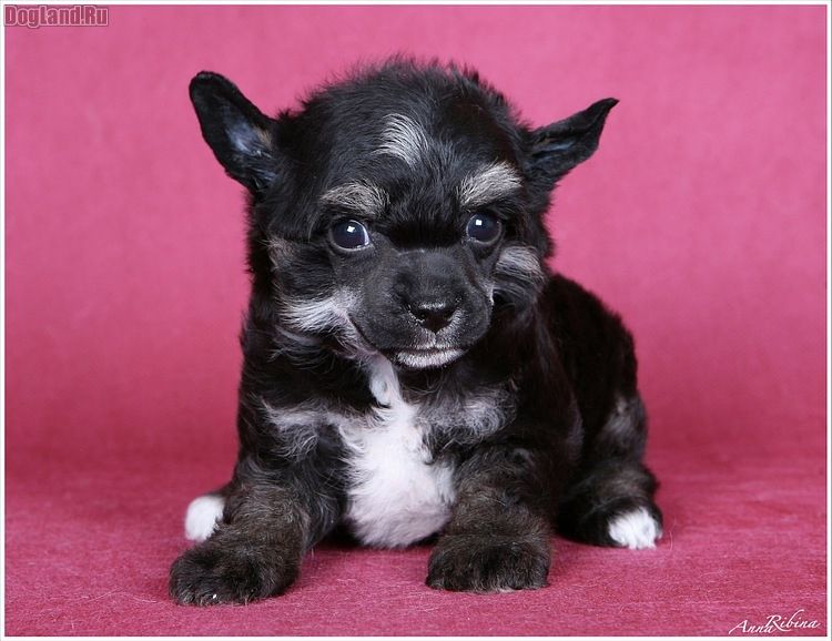 Dogland Happy Angel Of Day