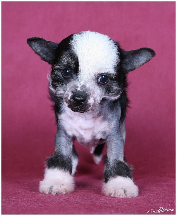 Dogland Happy Alpen Breeze