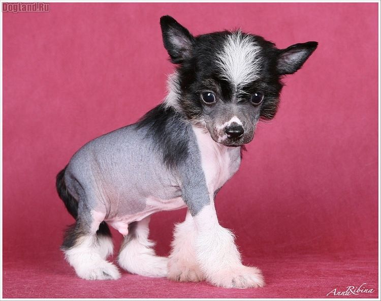 Dogland Happy American boy