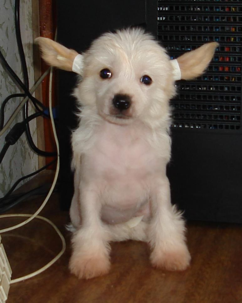 Naimuluna Line Ulrika Gold