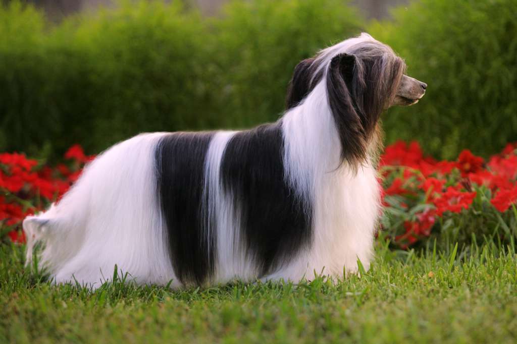 Famrus  Two reasons to be irresistible.