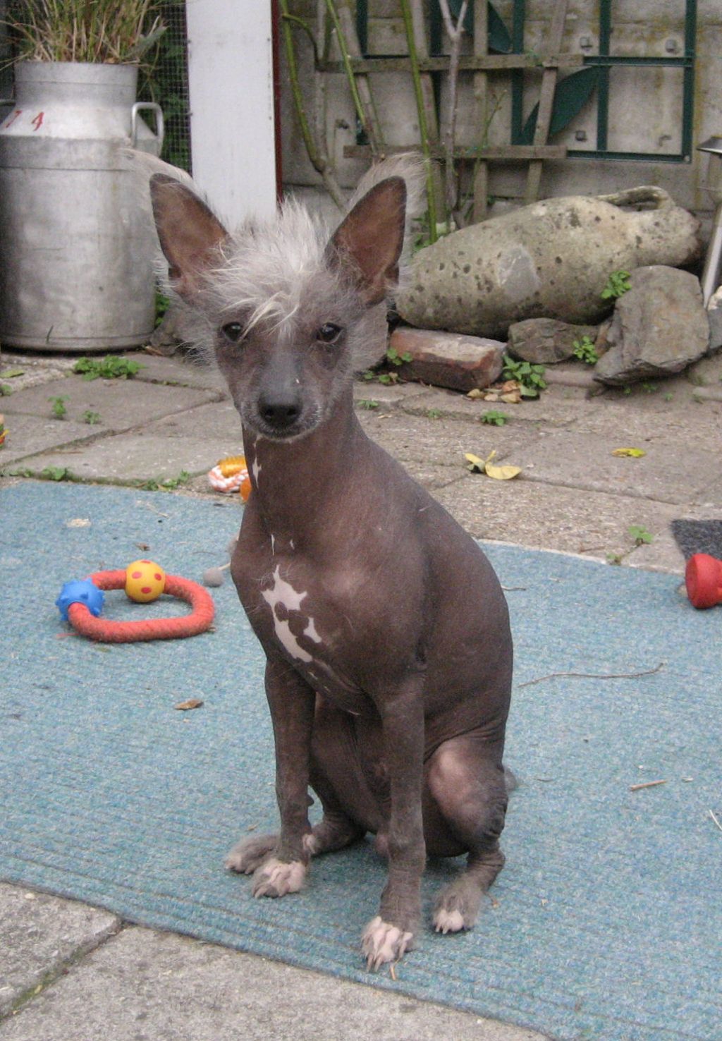 Chenglei Of Gizzy's Home