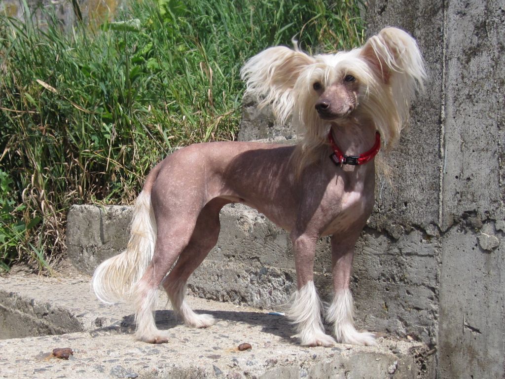 Lus'en Eloks Laplandiya