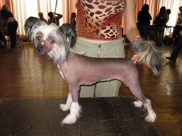 Nefertiti Elfiyskaya