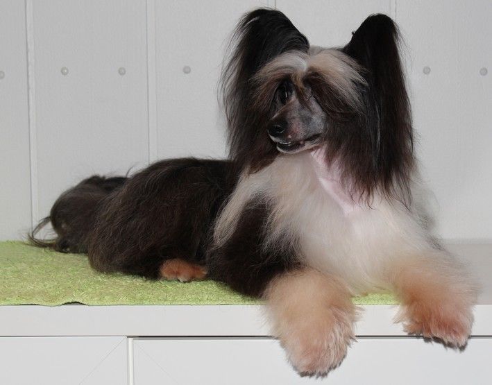 Doonbeg Myrtans Romeo