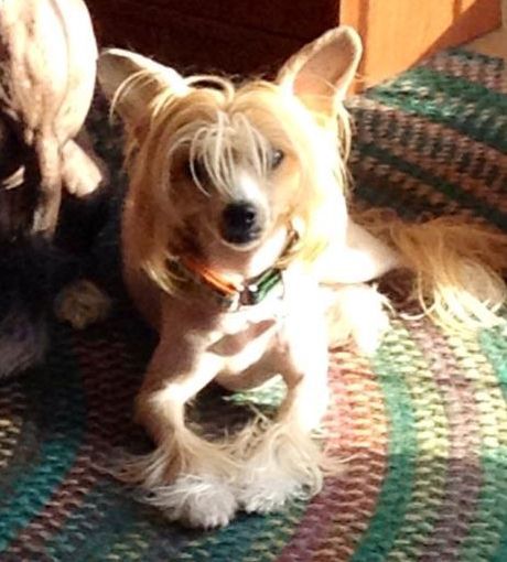 Gingery's Orange Crush