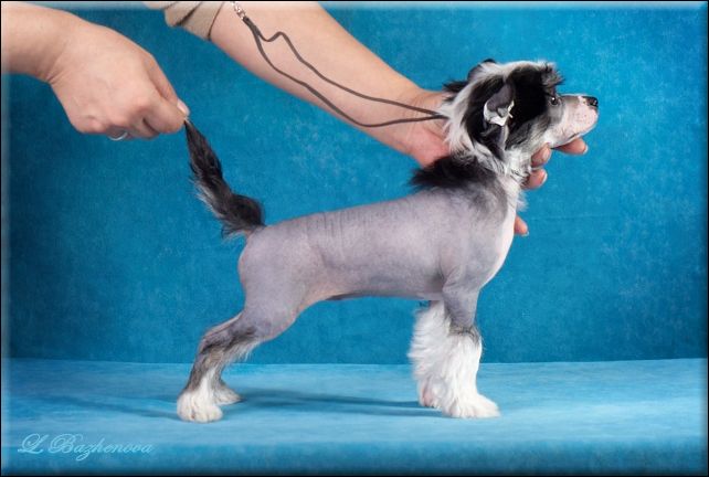 Mashama Mazi Rus Zawadi