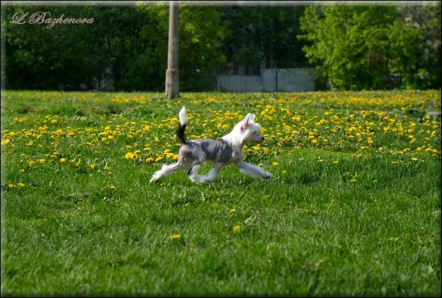 Mashama Mazi Rus Zuri