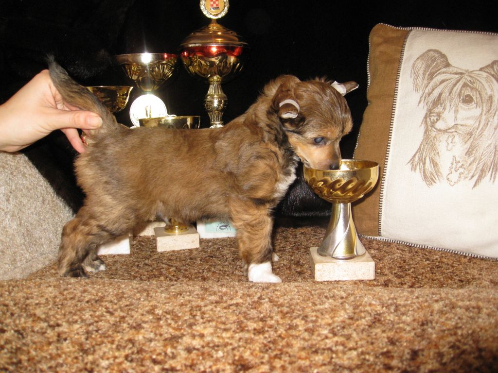 Vics Hause Teodor Baddi