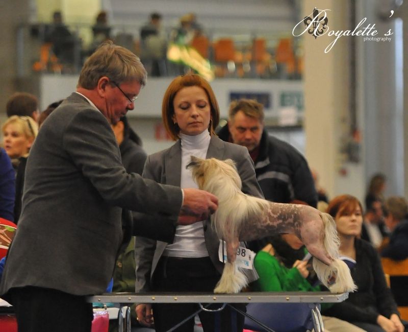 Zlato Dinastii Mersedes