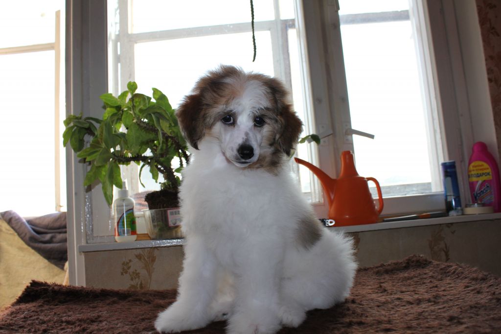 Zlato Dinastii Monterey