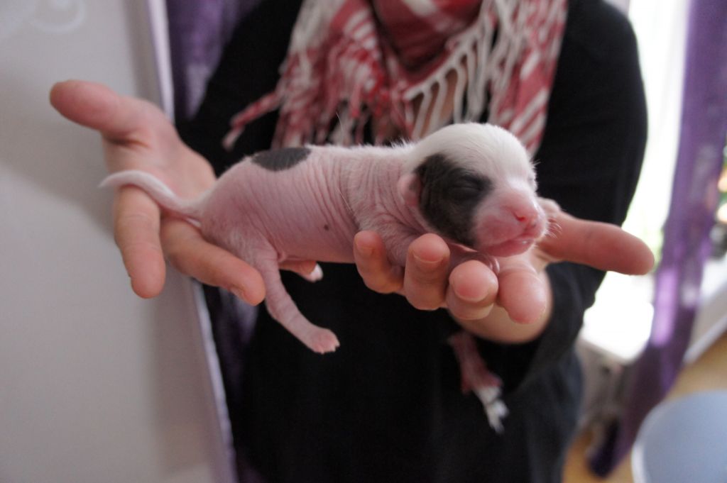 Barbie Dolls Enastående Edward