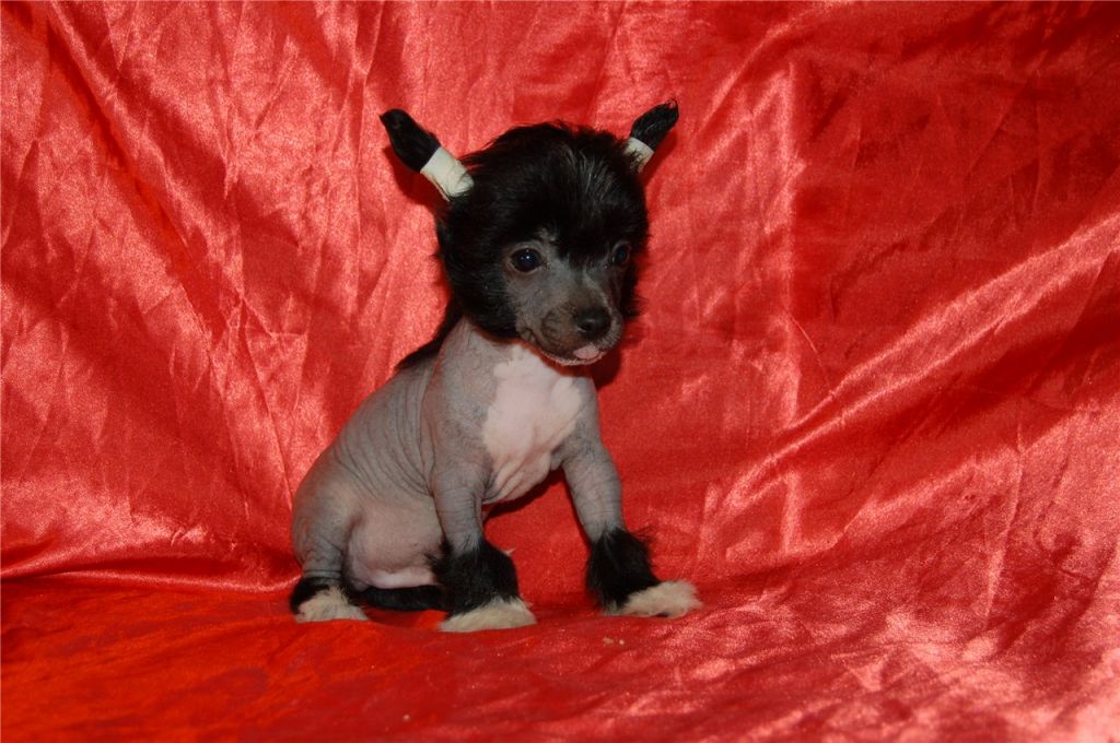 Diamond the Black Sparkling