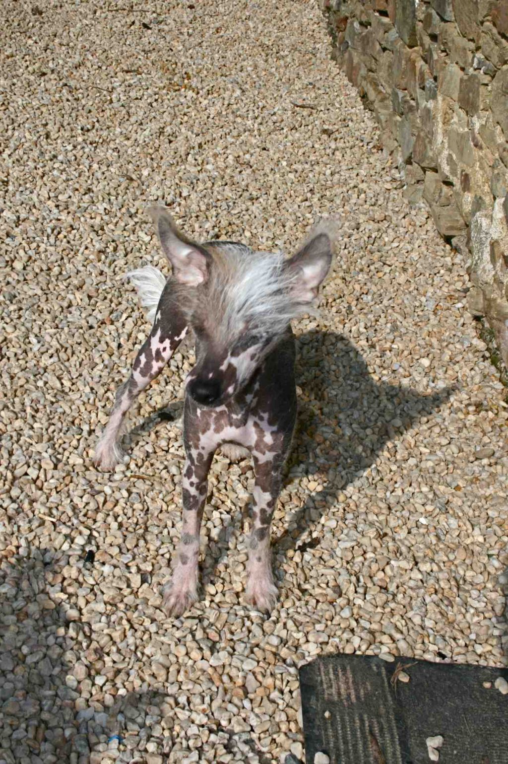 Fhudjie Sun Veico Du Soleil Levant De Lastreche 