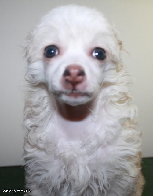 Anais-Anais Kado Kitaiski Potselui