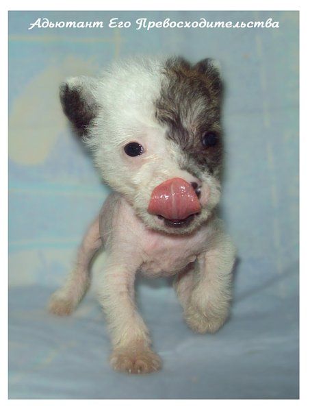 Ad'utant Ego Prevoshoditel'ctva