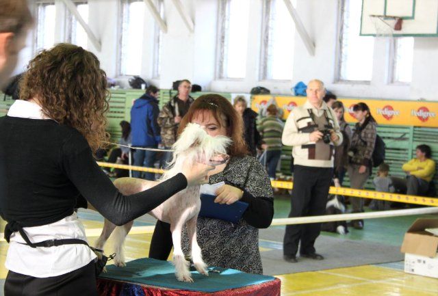 Fantastik Kashmir  Vanessa Dream of Main